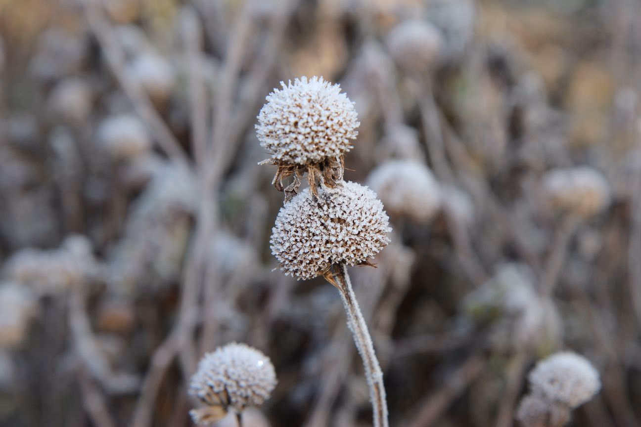 Winter im Garten